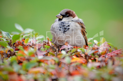 Sparrow on bush