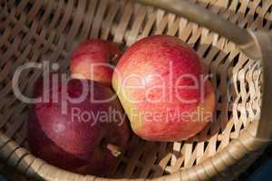 Ripe red apples in the basket.
