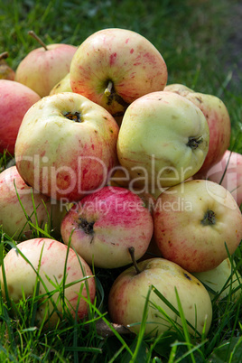 Ripe apples on the green grass.