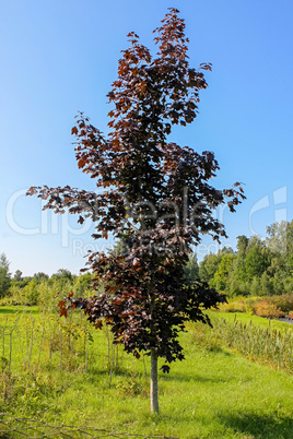 Single maple with red leaves