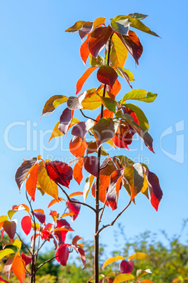 Autumn tree