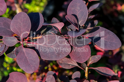 Plant with dark red leaves