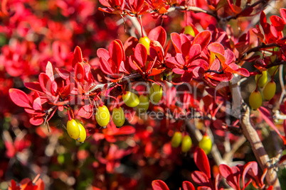 Yellov berries red bush
