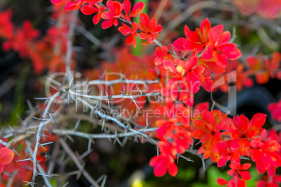 Branch with red leaves