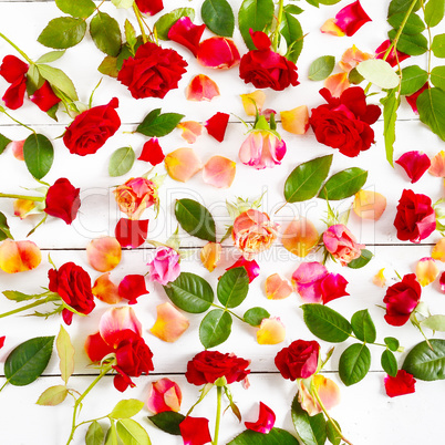 Red roses isolated on white background. Flat lay, top view.