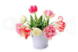 Fowers tulips in decorative bucket isolated on white background.