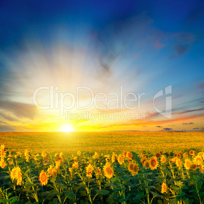 field of blooming sunflowers on a background sunrise.