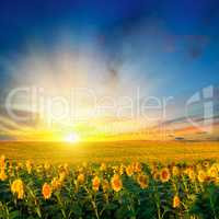 field of blooming sunflowers on a background sunrise.