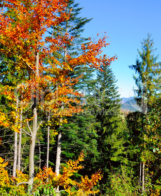 Picturesque autumn forest. Carpathians, Ukraine, Europe