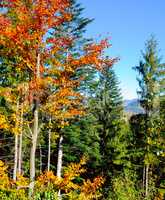 Picturesque autumn forest. Carpathians, Ukraine, Europe