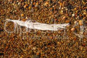 feather on a beach on pebbles