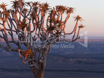 Köcherbaum vor Canyon bei Abendlicht