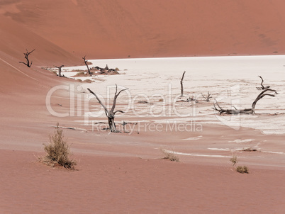 Tote Bäume im Wüstensand mit Salz in Namibia, Afrika
