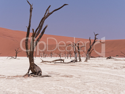 Tote Bäume in der Wüste in Salzpanne in Namibia, Afrika