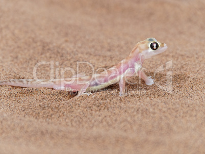 rosa durchsichtiger Wüstengecko mit großem Auge in der Wüste in Namibia, Afrika