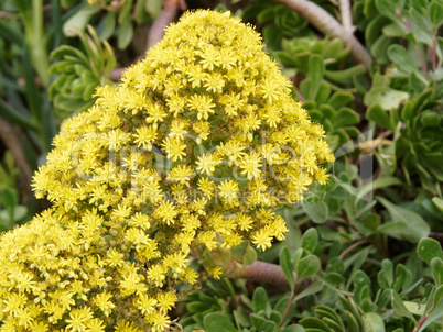 blühende gelbe Pflanze mit Sternen, Namibia, Afrika