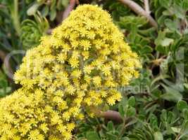 blühende gelbe Pflanze mit Sternen, Namibia, Afrika