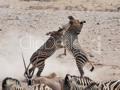 Zebras im Kampf in Nationalpark Namibias, Akrika