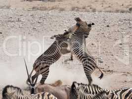 Zebras im Kampf in Nationalpark Namibias, Akrika