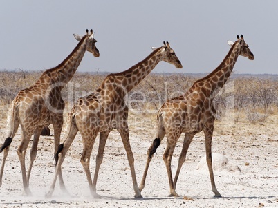 Giraffen im Gleichschritt in der Steppe Namibias, Afrika
