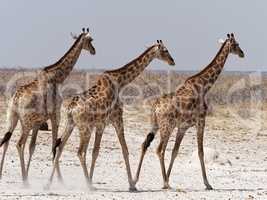 Giraffen im Gleichschritt in der Steppe Namibias, Afrika