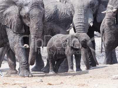 Elefantenbaby im Schutz der Eltern im Nationalpark Namibias, afrika