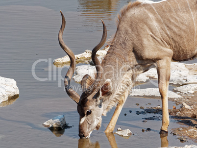 Kudu Antilope am Wasserloch im Nationalpark Namibias, Afrika