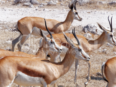 Springböcke halten zusammen am Wasserloch in Namibia, Afrika