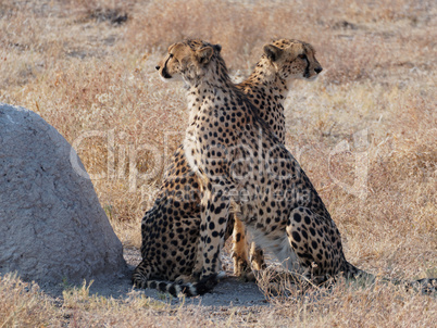 Geparden Paar auf der Pirsch einer Jagd in Namibia, Afrika