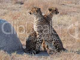 Geparden Paar auf der Pirsch einer Jagd in Namibia, Afrika