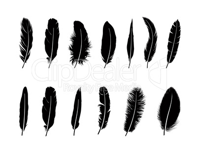 Feather set.  Different  birds feathers silhouette icons over wh