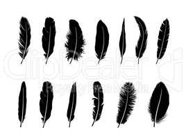 Feather set.  Different  birds feathers silhouette icons over wh