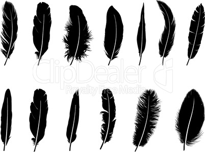 Feather set.  Different  birds feathers silhouette icons over white background