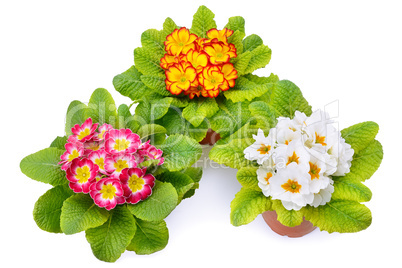 Primroses with bright flowers isolated on white background