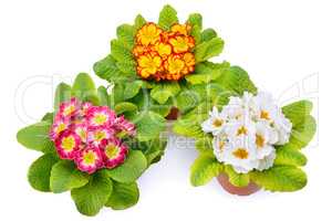 Primroses with bright flowers isolated on white background