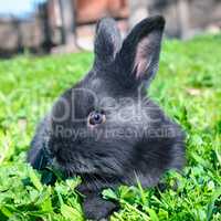 Little rabbit on green lawn background.