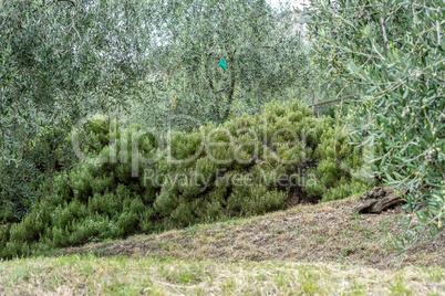 rosemary hedge