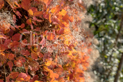 smoke tree