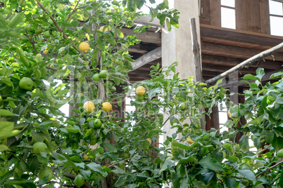 lemon greenhouse