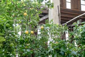 lemon greenhouse