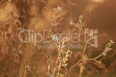 Field at sunset