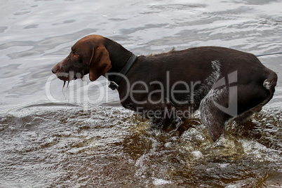 Dog in river