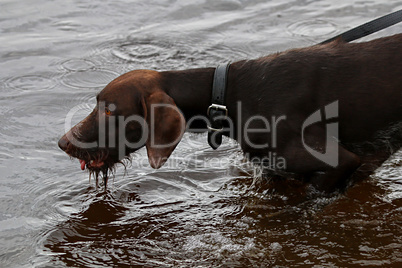 Dog in river