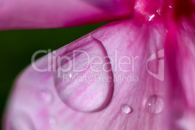 Pink flower closeup