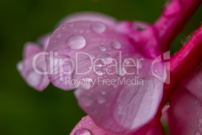 Pink flower closeup