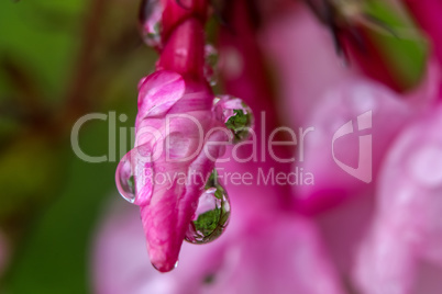 Pink flower closeup