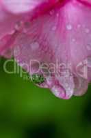 Pink flower closeup