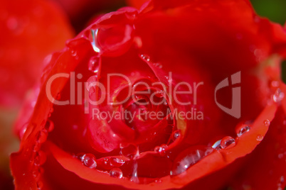 Red rose closeup