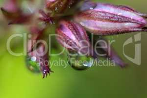 Pink flower closeup