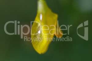 Yellow flower closeup